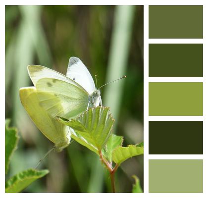 Cabbage Blanqueta Butterfly Pieris Rapae Image